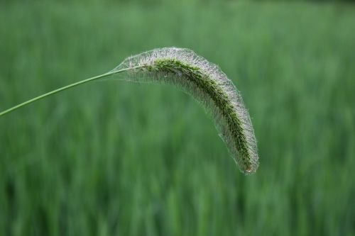 the dog's tail grass plant green