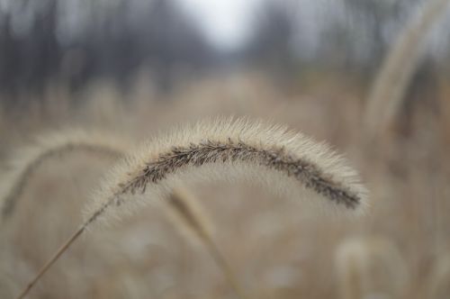 the dog's tail grass setaria viridis beauv