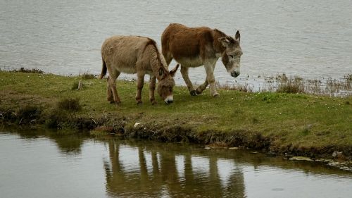 the donkeys of the swamp ile de noirmoutier