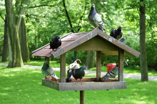 the dovecote park birds