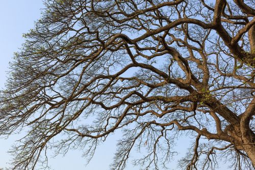 the dry tree mùathu sky