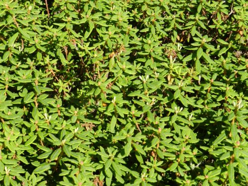 Labrador Tea, 2016 (1)