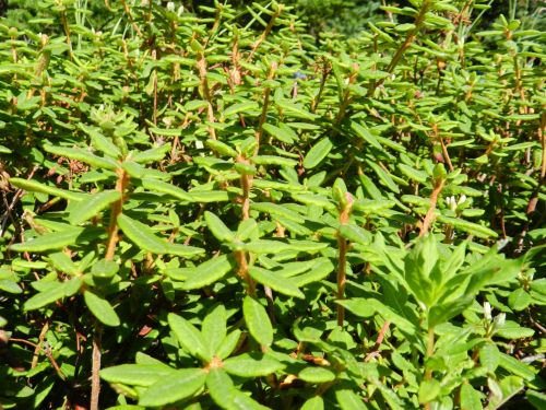 Labrador Tea, 2016 (2)