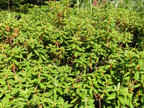 Labrador Tea, 2016 (3)