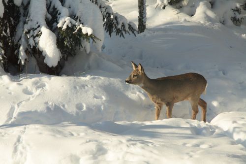 the european roe deer winter wild animal