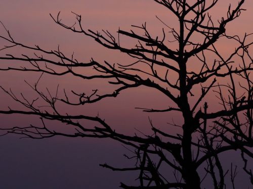 the evening sun branches silhouette