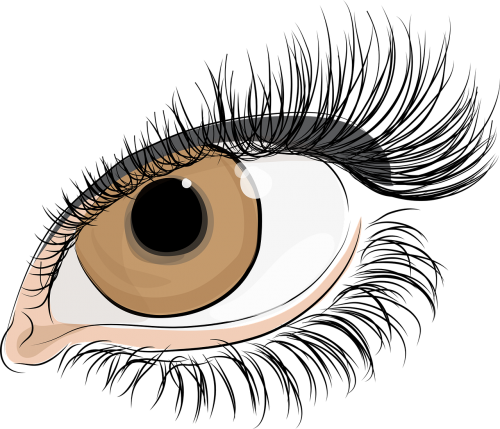 the eye of women eyelashes the iris of the eye