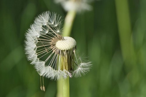the fascination of the dandelion  flying seeds  dandelion