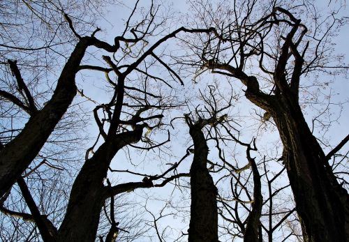 the fear tree branch