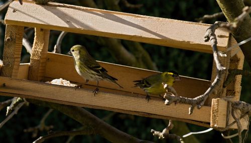 the feeder bell green bird