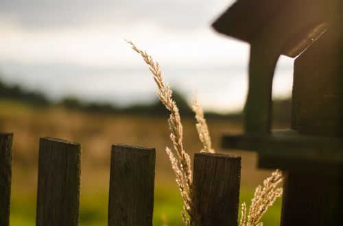 the feeder fence grain