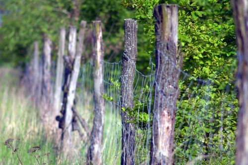 the fence forest wooden