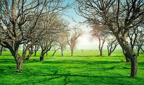 the field  trees  green