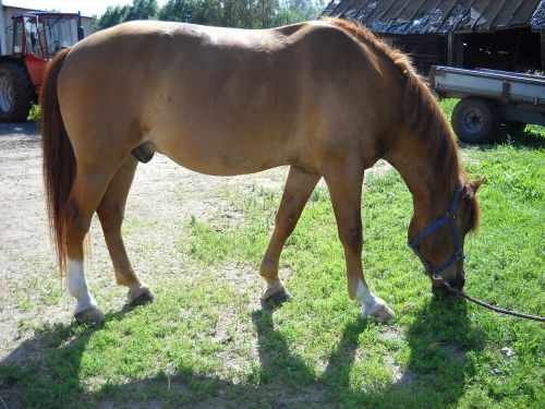 the finnish horse horse chestnut