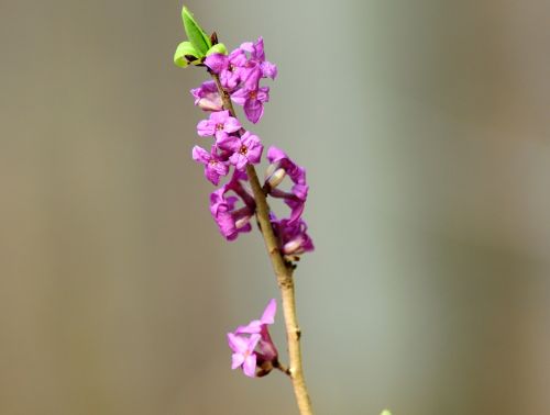 the first daphne spring march