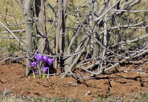 the first flowers  nature  plant