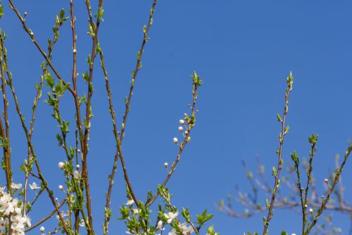 The First White Spring Flowers