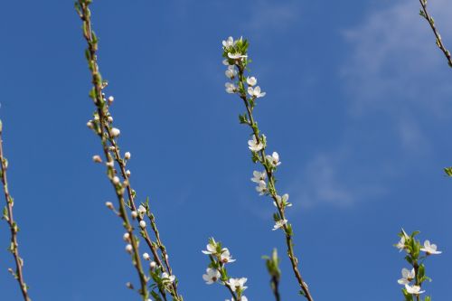 The First White Spring Flowers