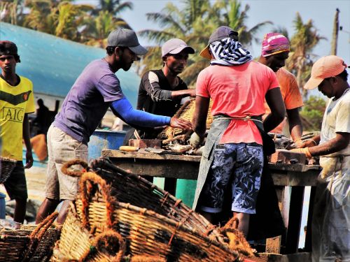 the fishermen sorting fish market