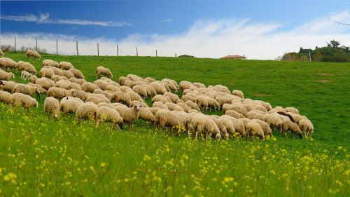 the flock grass blue sky