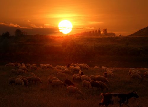 the flock sheep sunset