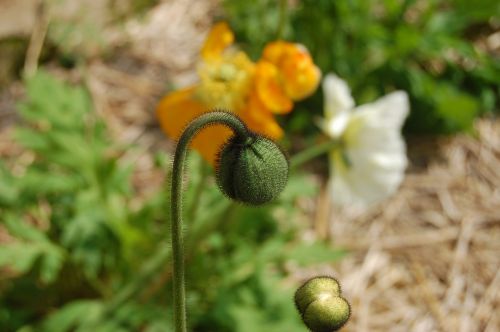 the flower bud of poppy bud poppy poppy closed