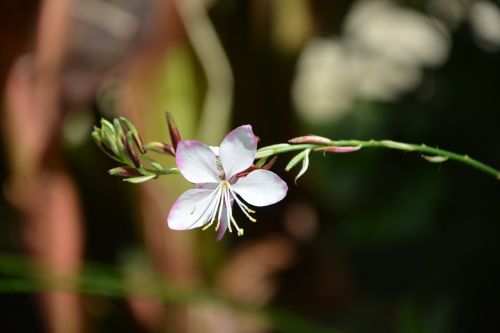 the flower of the pre fields prairie