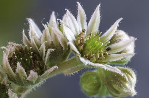 the flower of the rock rose plant the puck