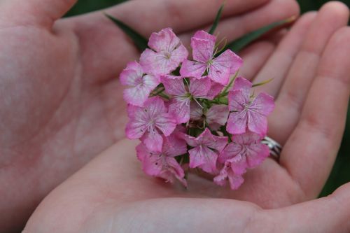 the flower on the palm of your hand pink flower minor cereals