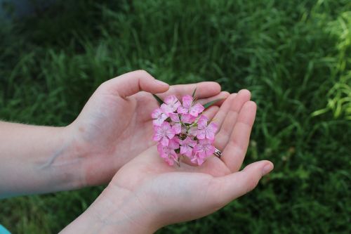 the flower on the palm of your hand pink flower minor cereals