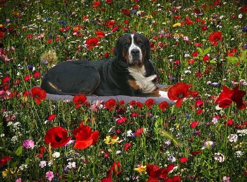 the flowers  flowers  dog