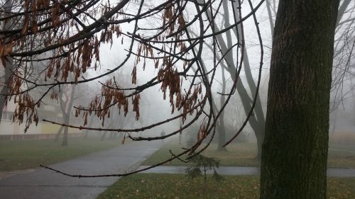 the fog autumn tree