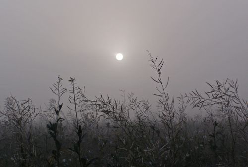 the fog grass the sun