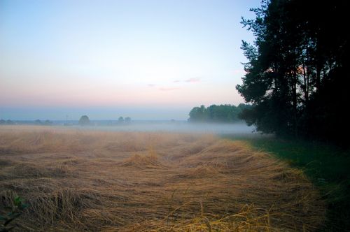 the fog field meadow