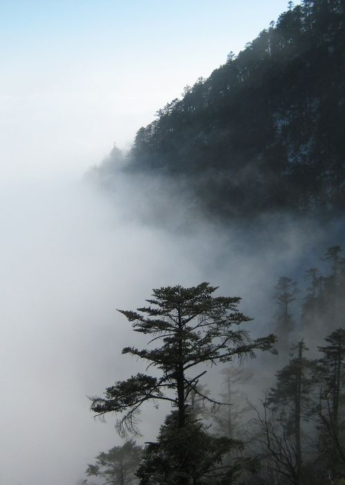 the fog pine tree cold