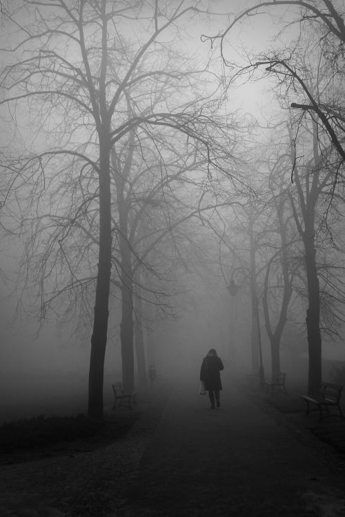 the fog autumn park