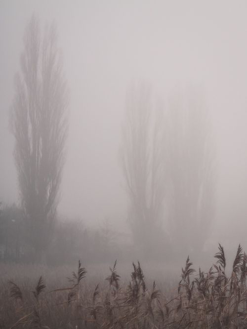 the fog view nature