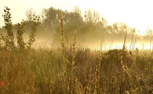 the fog dawn grass