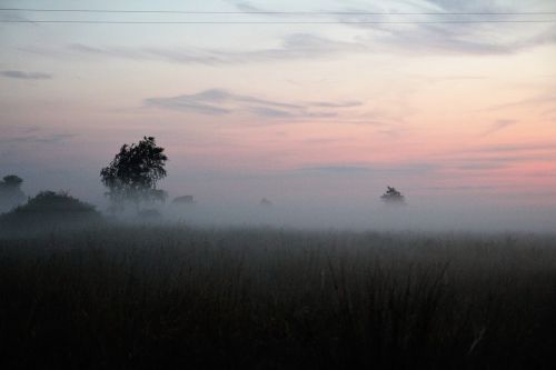 the fog meadow nature