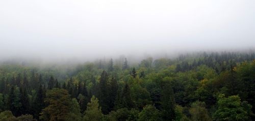 the fog forest mountains