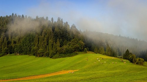 the fog  field  landscape
