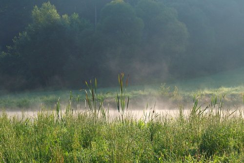 the fog  nature  landscape