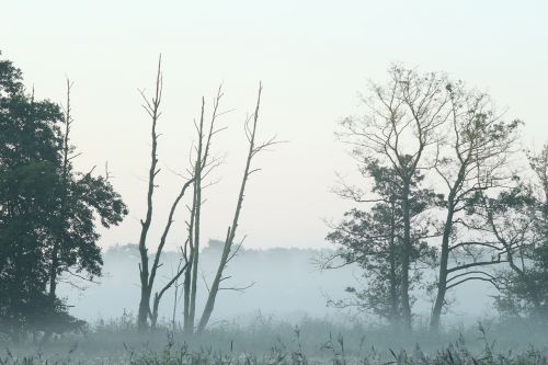 the fog poland morning