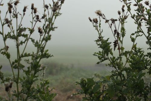 the fog plants morning