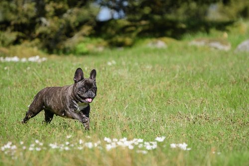 the french bulldog  spring  anemones