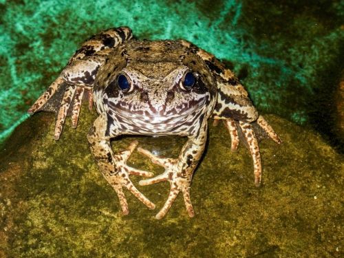 the frog water pond