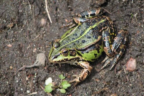 the frog spring green