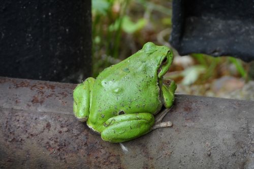 the frog garden nature