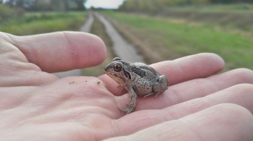 the frog amphibian macro