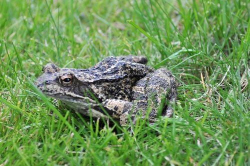 the frog grass green